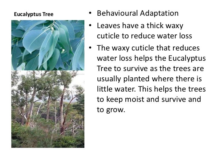 Adaptations