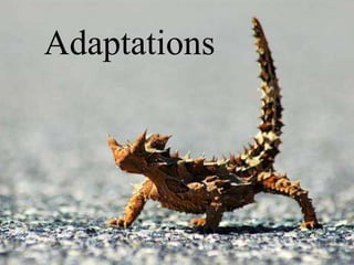 Adaptations
 