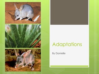 Adaptations
By Danielle
 