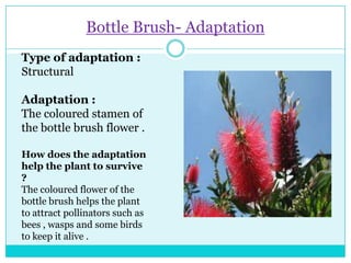 Bottle Brush- Adaptation
Type of adaptation :
Structural
Adaptation :
The coloured stamen of
the bottle brush flower .
How does the adaptation
help the plant to survive
?
The coloured flower of the
bottle brush helps the plant
to attract pollinators such as
bees , wasps and some birds
to keep it alive .