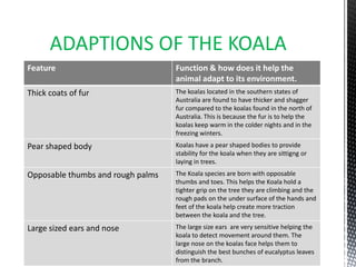 ADAPTIONS OF THE KOALA
Feature                            Function & how does it help the
                                   animal adapt to its environment.
Thick coats of fur                 The koalas located in the southern states of
                                   Australia are found to have thicker and shagger
                                   fur compared to the koalas found in the north of
                                   Australia. This is because the fur is to help the
                                   koalas keep warm in the colder nights and in the
                                   freezing winters.
Pear shaped body                   Koalas have a pear shaped bodies to provide
                                   stability for the koala when they are sittigng or
                                   laying in trees.
Opposable thumbs and rough palms   The Koala species are born with opposable
                                   thumbs and toes. This helps the Koala hold a
                                   tighter grip on the tree they are climbing and the
                                   rough pads on the under surface of the hands and
                                   feet of the koala help create more traction
                                   between the koala and the tree.
Large sized ears and nose          The large size ears are very sensitive helping the
                                   koala to detect movement around them. The
                                   large nose on the koalas face helps them to
                                   distinguish the best bunches of eucalyptus leaves
                                   from the branch.
 