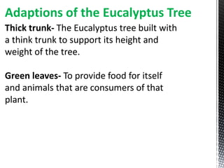 Adaptions of the Eucalyptus Tree
Thick trunk- The Eucalyptus tree built with
a think trunk to support its height and
weight of the tree.

Green leaves- To provide food for itself
and animals that are consumers of that
plant.
 