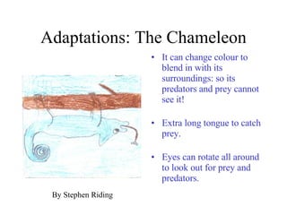 Adaptations: The Chameleon It can change colour to blend in with its surroundings: so its predators and prey cannot see it! Extra long tongue to catch prey. Eyes can rotate all around to look out for prey and predators. By Stephen Riding 