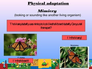 Mimicry
(looking or sounding like another living organism)
TheViceroybutterflyusesmimicrytolookliketheMonarchbutterfly.Canyoutell
themapart?
P oisonous
Notpoisonous
Physical adaptation
I ’mtheMonarch!
I ’mtheViceroy!
 