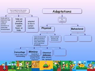 body part or
behavior that
helps an
animal
survive in a
particular
environment.
help an
animal
breathe,
catch
food, or
hide.
adapted
to live in
certain
habitats. Physical Behavioral
body structures that
allow an animal to
find and consume
food, defend itself,
and to reproduce
its species.
help an animal
survive in its
environment
Camouflage
use of color in a
surrounding
Mimicry
(looking or
sounding like
another living
organism)
Chemical
defenses
(like venom,
ink, sprays)
 