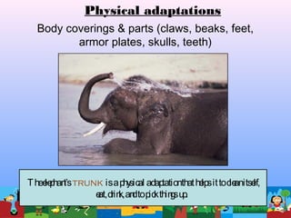 Body coverings & parts (claws, beaks, feet,
armor plates, skulls, teeth)
Physical adaptations
Theelephant’strunk isaphysical adaptationthathelpsittocleanitself,
eat,drink,andtopickthingsup.
 