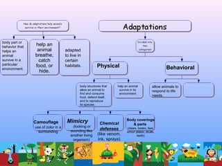 body part or
behavior that
helps an
animal
survive in a
particular
environment.
help an
animal
breathe,
catch
food, or
hide.
adapted
to live in
certain
habitats. Physical Behavioral
body structures that
allow an animal to
find and consume
food, defend itself,
and to reproduce
its species.
help an animal
survive in its
environment
Camouflage
use of color in a
surrounding
Mimicry
(looking or
sounding like
another living
organism)
Chemical
defenses
(like venom,
ink, sprays)
Body coverings
& parts
(claws, beaks, feet,
armor plates, skulls,
teeth)
allow animals to
respond to life
needs.
 