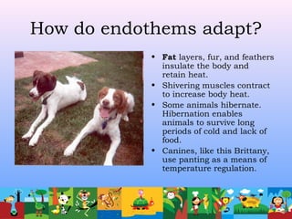 How do endothems adapt?
• Fat layers, fur, and feathers
insulate the body and
retain heat.
• Shivering muscles contract
to increase body heat.
• Some animals hibernate.
Hibernation enables
animals to survive long
periods of cold and lack of
food.
• Canines, like this Brittany,
use panting as a means of
temperature regulation.
 