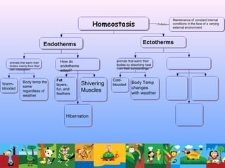 Maintenance of constant internal
conditions in the face of a varying
external environment
Endotherms Ectotherms
animals that warm their
bodies mainly from their
own metabolism
Warm-
blooded
Body temp the
same
regardless of
weather
How do
endothems
adapt?
Fat
layers,
fur, and
feathers
Shivering
Muscles
Hibernation
animals that warm their
bodies by absorbing heat
from their surroundings
Cold-
blooded
Body Temp
changes
with weather
 