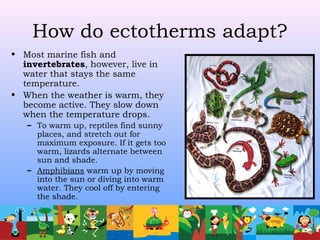 How do ectotherms adapt?
• Most marine fish and
invertebrates, however, live in
water that stays the same
temperature.
• When the weather is warm, they
become active. They slow down
when the temperature drops.
– To warm up, reptiles find sunny
places, and stretch out for
maximum exposure. If it gets too
warm, lizards alternate between
sun and shade.
– Amphibians warm up by moving
into the sun or diving into warm
water. They cool off by entering
the shade.
 