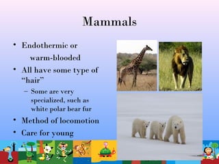Mammals
• Endothermic or
warm-blooded
• All have some type of
“hair”
– Some are very
specialized, such as
white polar bear fur
• Method of locomotion
• Care for young
 