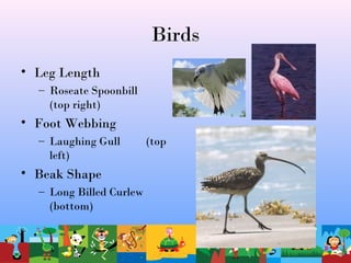 Birds
• Leg Length
– Roseate Spoonbill
(top right)
• Foot Webbing
– Laughing Gull (top
left)
• Beak Shape
– Long Billed Curlew
(bottom)
 