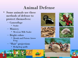 Animal Defense
• Some animals use these
methods of defense to
protect themselves:
– Camouflage
• Snake
– Mimicry
• Mexican Milk Snake
– Bright colors
• Skunk and Poison Arrow
Frog
– “Hair” projections
• Hedgehog quills
• Deer Antlers
 