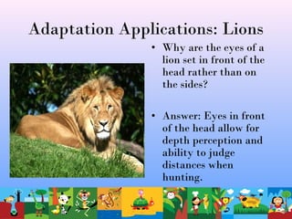 Adaptation Applications: Lions
• Why are the eyes of a
lion set in front of the
head rather than on
the sides?
• Answer: Eyes in front
of the head allow for
depth perception and
ability to judge
distances when
hunting.
 