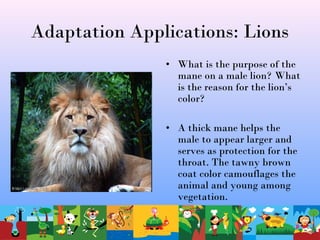 Adaptation Applications: Lions
• What is the purpose of the
mane on a male lion? What
is the reason for the lion’s
color?
• A thick mane helps the
male to appear larger and
serves as protection for the
throat. The tawny brown
coat color camouflages the
animal and young among
vegetation.
 