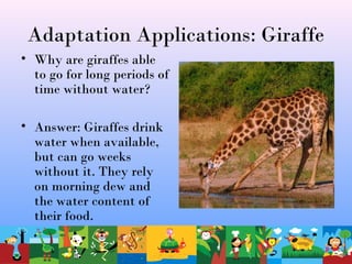 Adaptation Applications: Giraffe
• Why are giraffes able
to go for long periods of
time without water?
• Answer: Giraffes drink
water when available,
but can go weeks
without it. They rely
on morning dew and
the water content of
their food.
 
