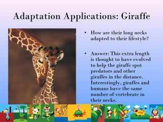 Adaptation Applications: Giraffe
• How are their long necks
adapted to their lifestyle?
• Answer: This extra length
is thought to have evolved
to help the giraffe spot
predators and other
giraffes in the distance.
Interestingly, giraffes and
humans have the same
number of vertebrate in
their necks.
 