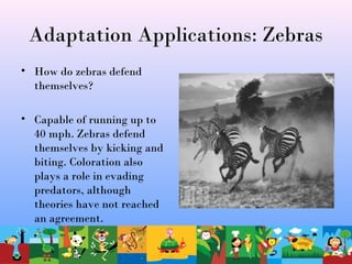 Adaptation Applications: Zebras
• How do zebras defend
themselves?
• Capable of running up to
40 mph. Zebras defend
themselves by kicking and
biting. Coloration also
plays a role in evading
predators, although
theories have not reached
an agreement.
 