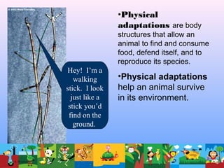 •Physical
adaptations are body
structures that allow an
animal to find and consume
food, defend itself, and to
reproduce its species.
•Physical adaptations
help an animal survive
in its environment.
Hey! I’m a
walking
stick. I look
just like a
stick you’d
find on the
ground.
© A. Weinberg
 