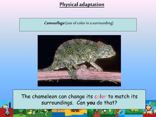 Color Adaption Examples Adaptations | PPT
