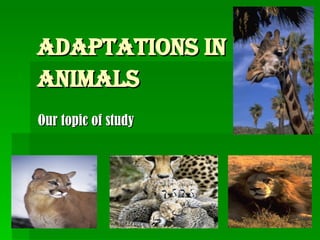 Adaptations in animals   Our topic of study 