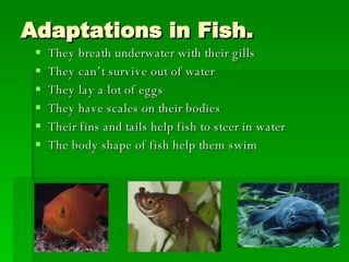 Adaptations In Animals Faulkner | PPT
