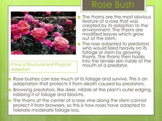 Rose Bush
                                      The thorns are the most obvious
                                       feature of a rose that was
                                       created by its adaption to the
                                       environment. The thorns are
                                       modified leaves which grow
                                       out of the stem.
                                      The rose adapted to predators
                                       who would feed heavily on its
                                       foliage or stem by growing
                                       thorns. The thorns then hooks
                                       into the tender skin inside of the
It has a Structural and Physical       mouth of a predator.
Adaption

   Rose bushes can lose much of its foliage and survive. This is an
    adaptation that protects it from death caused by predators.
   Browsing predators, like deer, nibble at the plant's outer edging,
    robbing it of foliage and blooms.
   The thorns at the center of a rose vine along the stem cannot
    protect it from browsers, so this is how roses have adapted to
    tolerate moderate foliage loss.
 