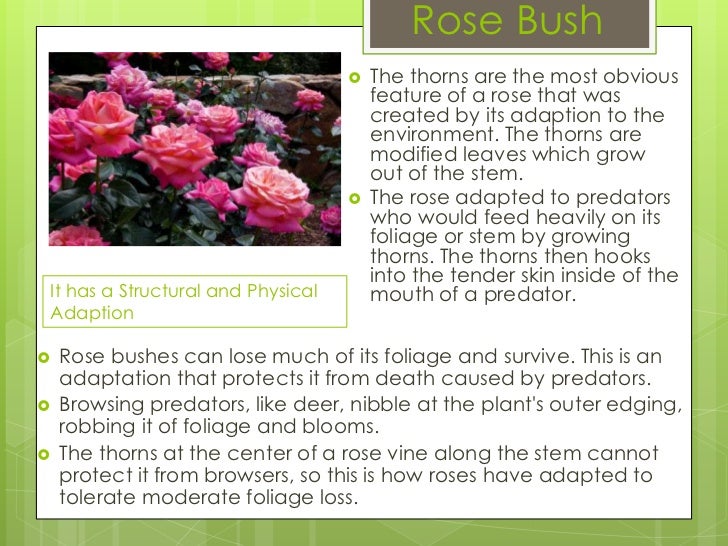 Rose survivors. Rose survivors. Rose survivors. Rose survivors. Rose survivors.