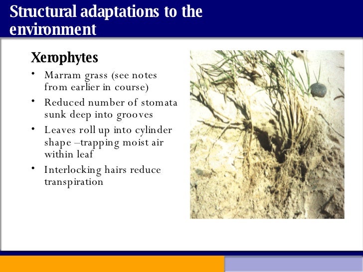 Adaptations To Environment