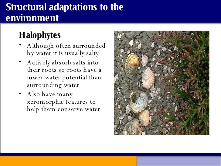 Adaptations To Environment