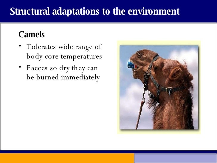 Adaptations To Environment