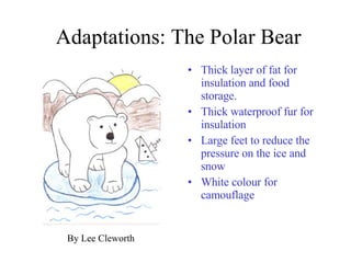 Adaptations: The Polar Bear Thick layer of fat for insulation and food storage. Thick waterproof fur for insulation Large feet to reduce the pressure on the ice and snow White colour for camouflage By Lee Cleworth 