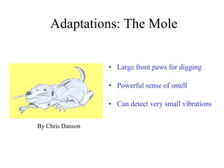 Adaptations: The Mole Large front paws for digging Powerful sense of smell Can detect very small vibrations By Chris Danson 