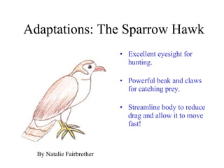 Adaptations: The Sparrow Hawk Excellent eyesight for hunting. Powerful beak and claws for catching prey. Streamline body to reduce drag and allow it to move fast! By Natalie Fairbrother 
