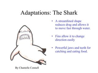Adaptations: The Shark A streamlined shape reduces drag and allows it to move fast through water.  Fins allow it to change direction easily Powerful jaws and teeth for catching and eating food. By Chantelle Connell  