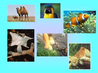 Animal and Plant Adaptations | PPT