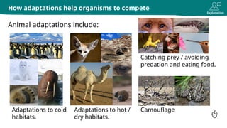 adaptations biology aqa gcse complete oak.pptx