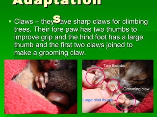 Claws – they have sharp claws for climbing trees. Their fore paw has two thumbs to improve grip and the hind foot has a large thumb and the first two claws joined to make a grooming claw. Adaptations Two thumbs Grooming claw Large   hind thumb 