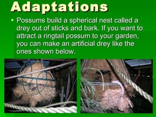Possums build a spherical nest called a drey out of sticks and bark. If you want to attract a ringtail possum to your garden, you can make an artificial drey like the ones shown below. Adaptations 