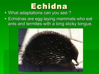 Echidna What adaptations can you see ? Echidnas are egg laying mammals who eat ants and termites with a long sticky tongue. 