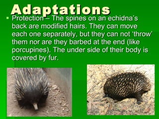 Protection – The spines on an echidna’s back are modified hairs. They can move each one separately, but they can not ‘throw’ them nor are they barbed at the end (like porcupines). The under side of their body is covered by fur. Adaptations 
