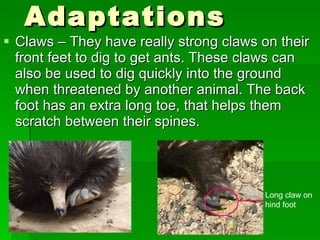 Adaptations Claws – They have really strong claws on their front feet to dig to get ants. These claws can also be used to dig quickly into the ground when threatened by another animal. The back foot has an extra long toe, that helps them scratch between their spines. Long claw on hind foot 