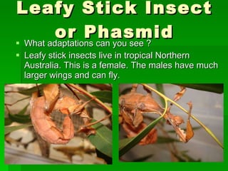 Leafy Stick Insect or Phasmid What adaptations can you see ? Leafy stick insects live in tropical Northern Australia. This is a female. The males have much larger wings and can fly. 