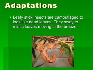 Adaptations Leafy stick insects are camouflaged to look like dead leaves. They sway to mimic leaves moving in the breeze. 