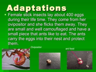 Adaptations Female stick insects lay about 400 eggs during their life time. They come from her ovipositor and she flicks them away. They are small and well camouflaged and have a small piece that ants like to eat. The ants carry the eggs into their nest and protect them.  Ovipositor ant food 