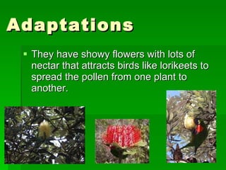 Adaptations They have showy flowers with lots of nectar that attracts birds like lorikeets to spread the pollen from one plant to another. 