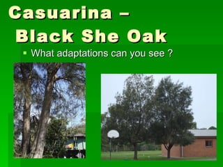 Casuarina –  Black She Oak What adaptations can you see ? 