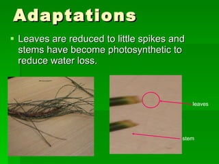 Adaptations Leaves are reduced to little spikes and stems have become photosynthetic to reduce water loss. leaves stem 