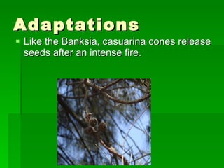 Adaptations Like the Banksia, casuarina cones release seeds after an intense fire. 