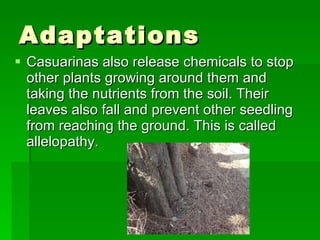 Adaptations Casuarinas also release chemicals to stop other plants growing around them and taking the nutrients from the soil. Their leaves also fall and prevent other seedling from reaching the ground. This is called allelopathy. 